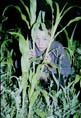 В зарослях кукурузы